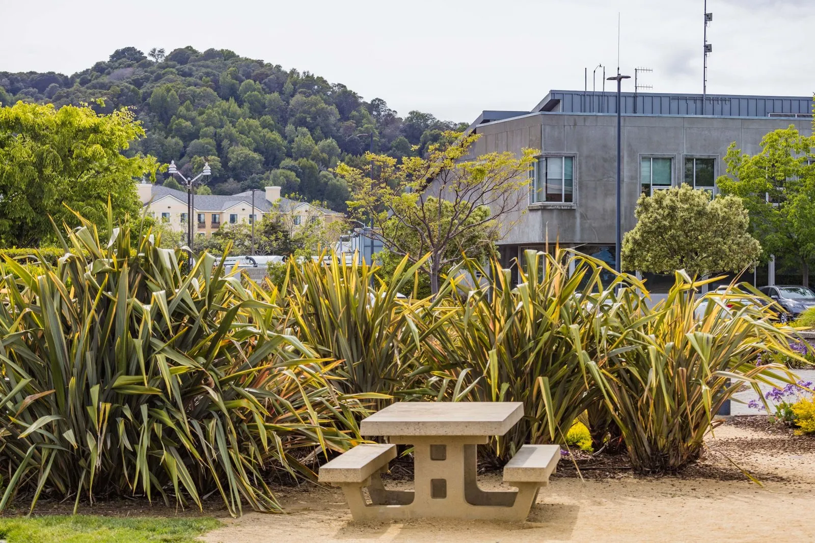 Illustration : Phormium : culture, entretien et rusticité au jardin