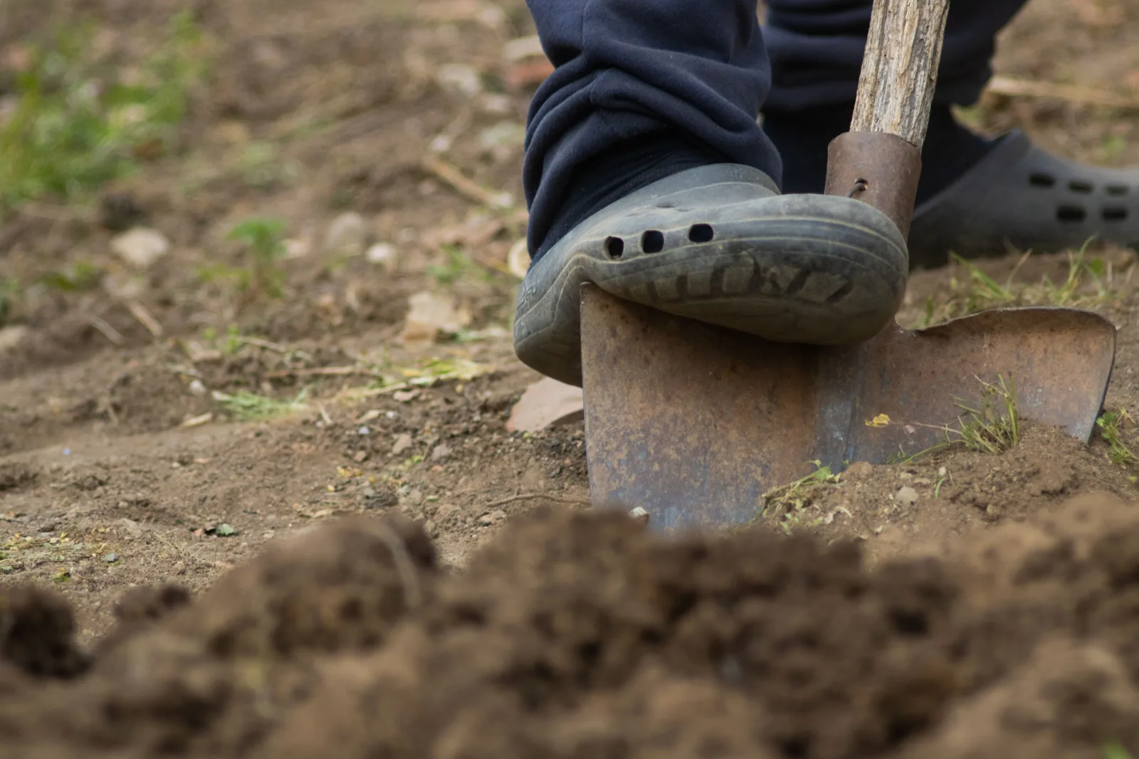 Un pied appuyé sur la bêche, on prépare la terre d’une zone du jardin avant de planter.
